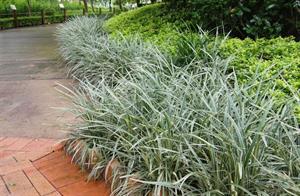 معرفی چمن یال اسبی - فوت و فن های باغبانی